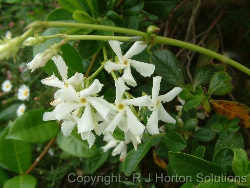 Star Jasmine Close up 